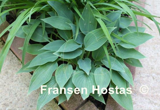 Hosta Mosel